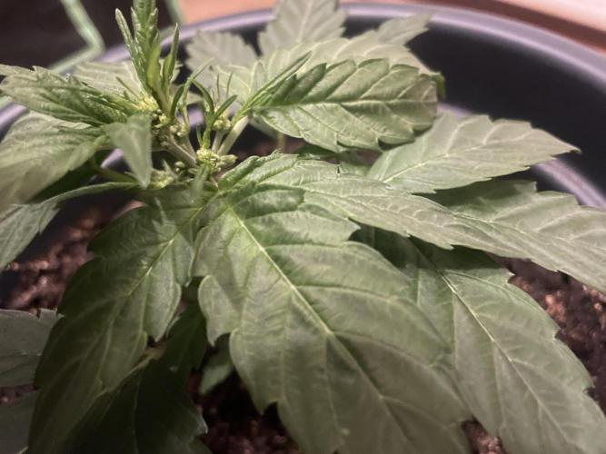 Seedsman Samen 1 Lowrider Frau. Week 3 - Männlich?