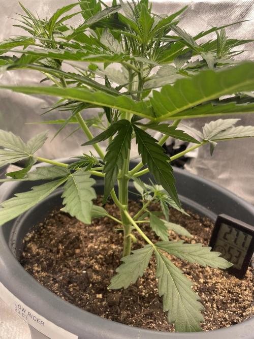 Seedsman Samen 1 Lowrider Frau. Week 4