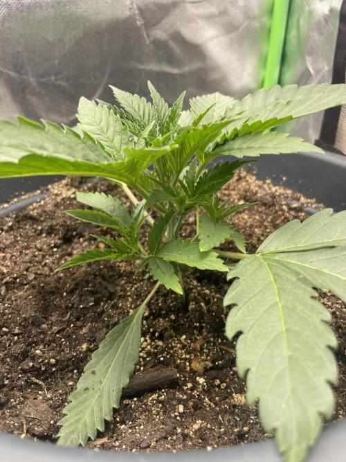 Seedsman Samen 1 Lowrider Frau. Week 4
