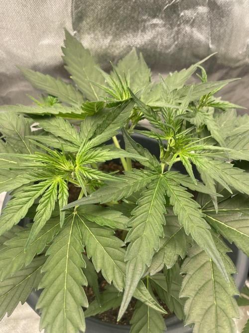 Seedsman Samen 1 Lowrider Frau. Week 4