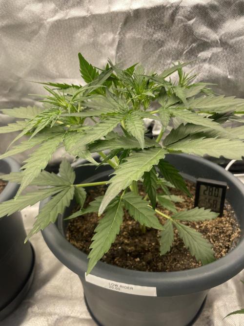 Seedsman Samen 1 Lowrider Frau. Week 4