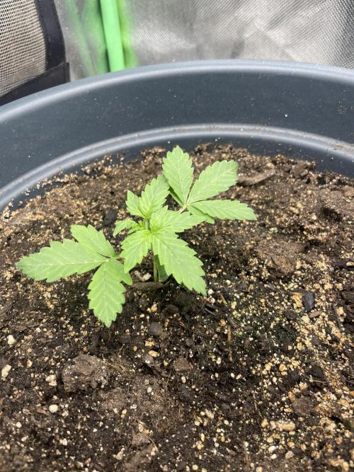 Seedsman Samen 1 Lowrider Frau. Week 4