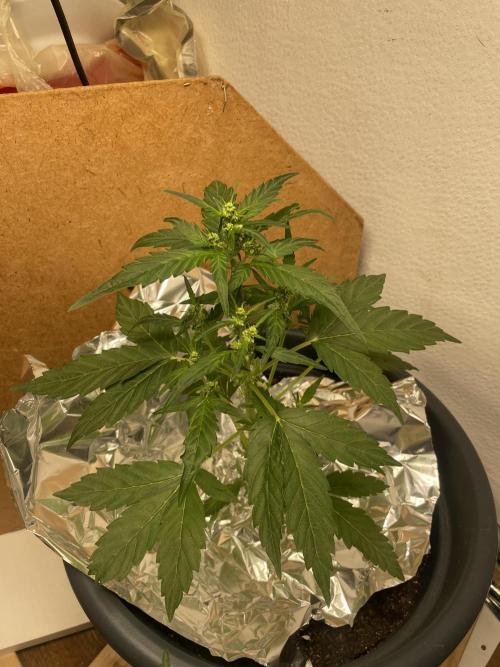 Seedsman Samen 1 Lowrider Frau. Week 4
