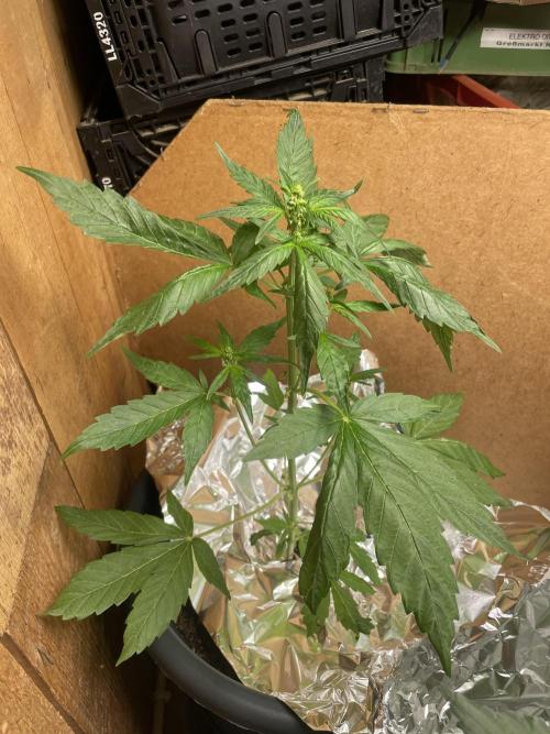 Seedsman Samen 1 Lowrider Frau. Week 4