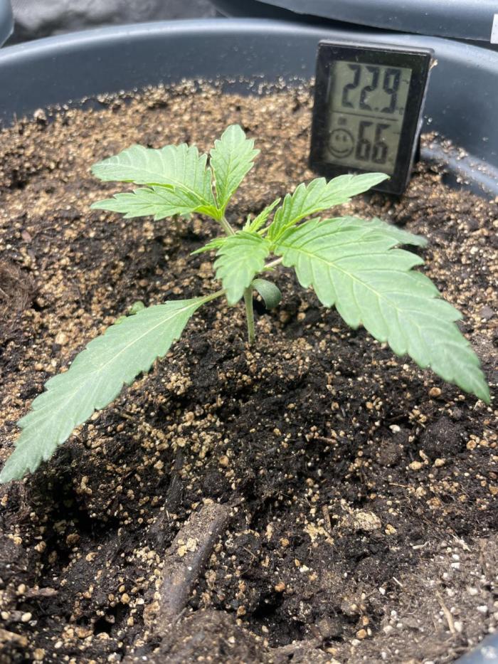 Zufallsprojekt. Week 1