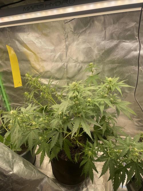 Seedsman Samen 1 Lowrider Frau. Week 5