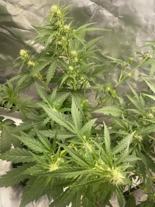 Seedsman Samen 1 Lowrider Frau. Week 5