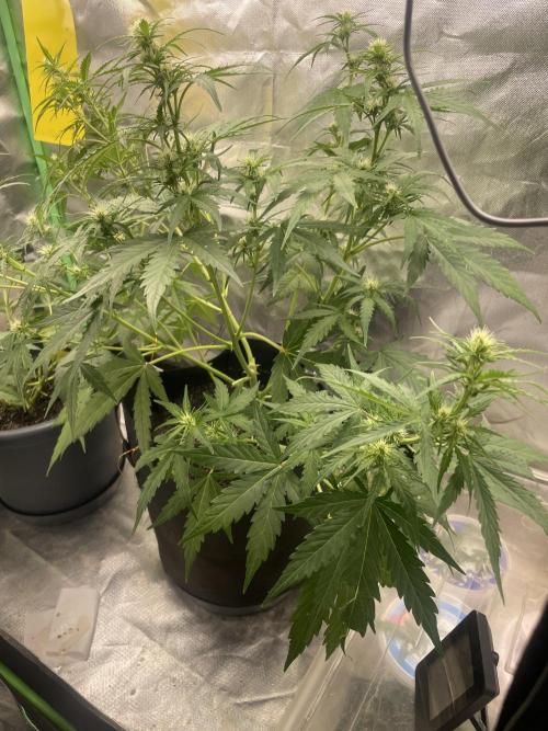 Seedsman Samen 1 Lowrider Frau. Week 5