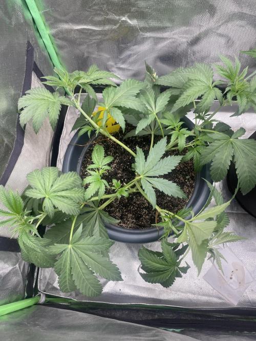 Zufallsprojekt. Week 5