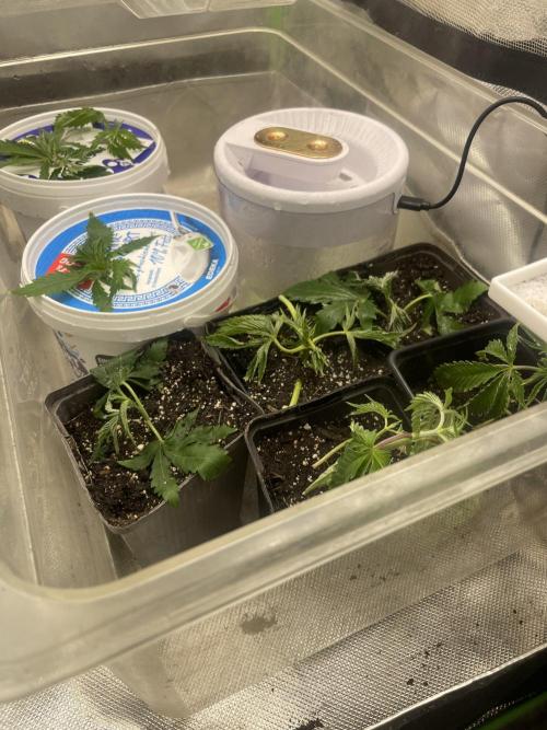 Zufallsprojekt. Week 5