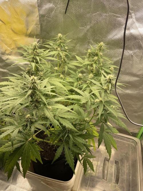 Seedsman Samen 1 Lowrider Frau. Week 6
