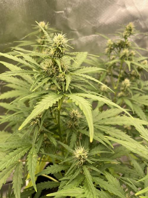 Seedsman Samen 1 Lowrider Frau. Week 6