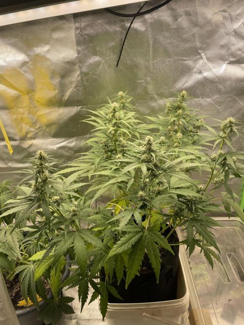 Seedsman Samen 1 Lowrider Frau. Week 6
