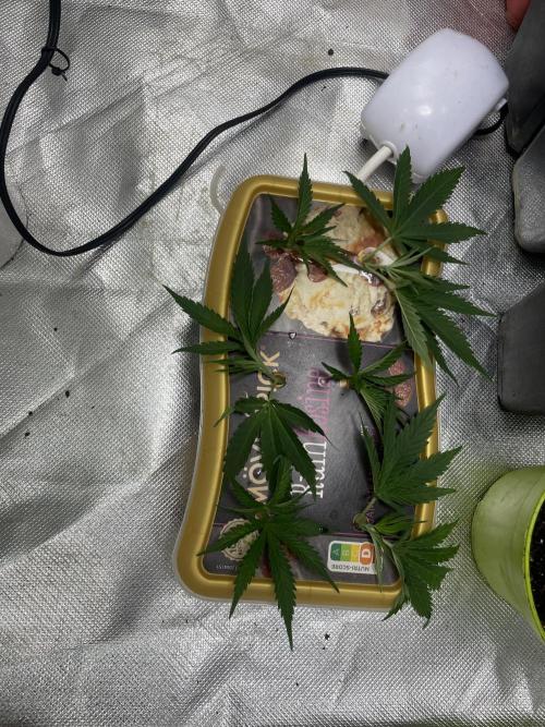 Zufallsprojekt. Week 6
