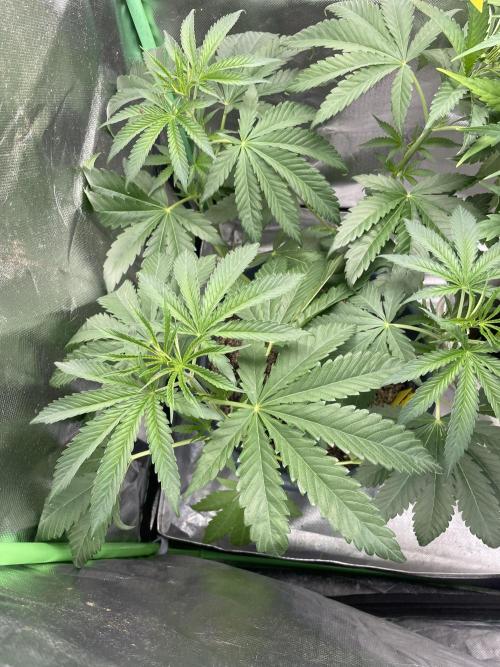 Zufallsprojekt. Week 6