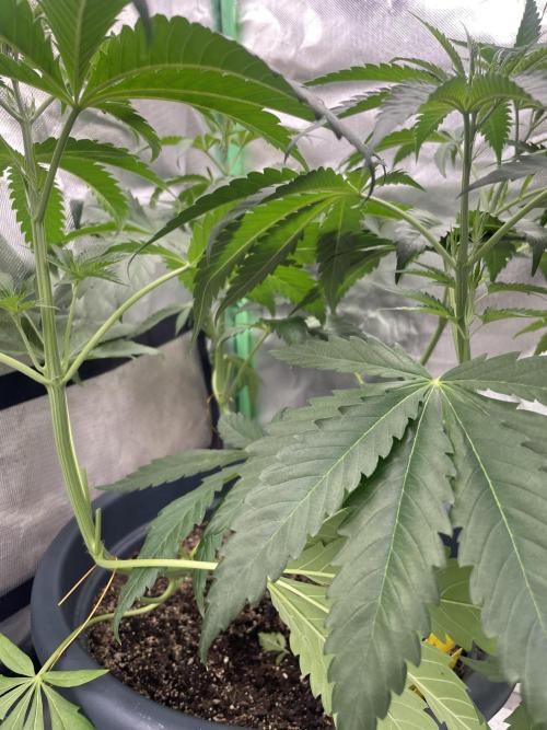 Zufallsprojekt. Week 6