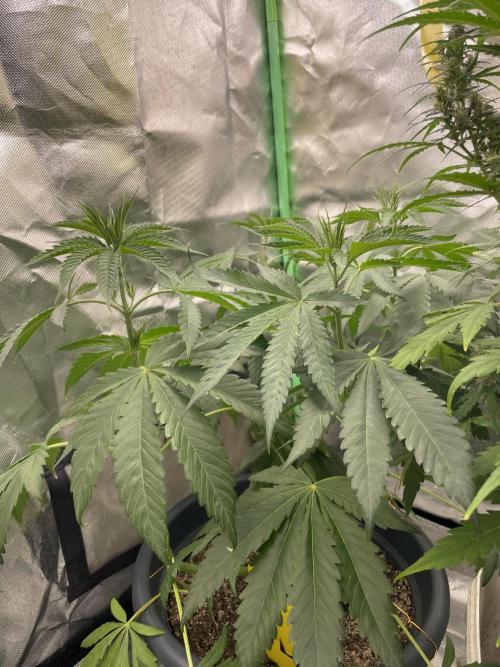 Zufallsprojekt. Week 6