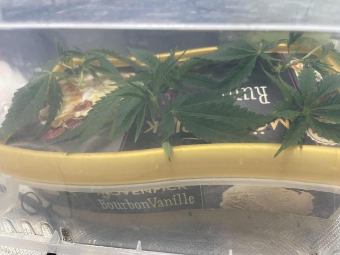 Zufallsprojekt. Week 6