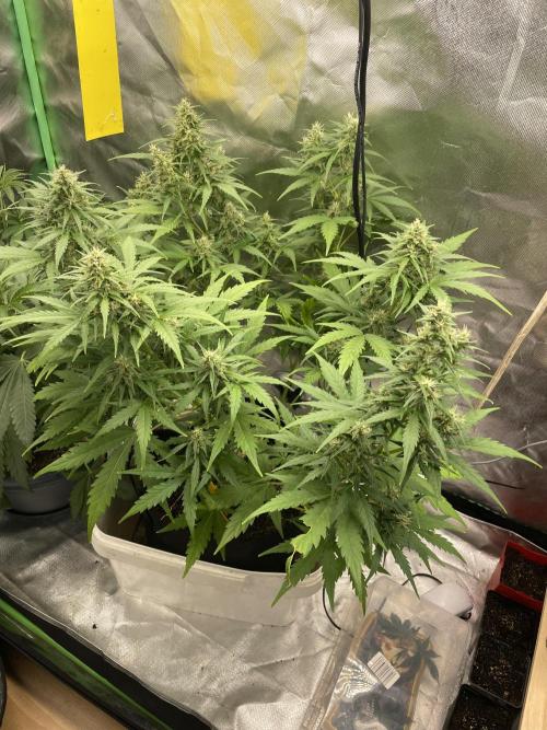 Seedsman Samen 1 Lowrider Frau. Week 7