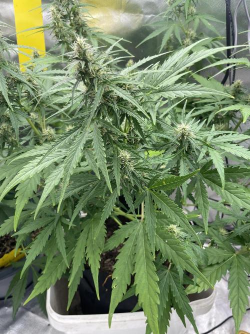 Seedsman Samen 1 Lowrider Frau. Week 7