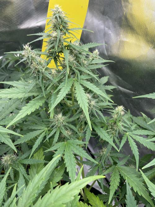 Seedsman Samen 1 Lowrider Frau. Week 7