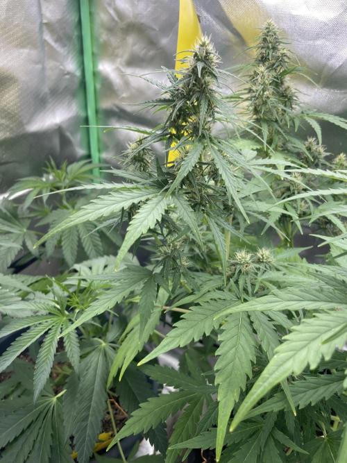 Seedsman Samen 1 Lowrider Frau. Week 7
