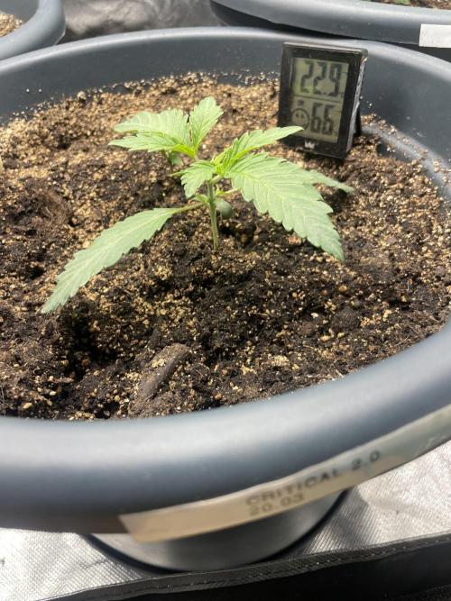 Eigene Kreuzung/ Own Strain. Week 1