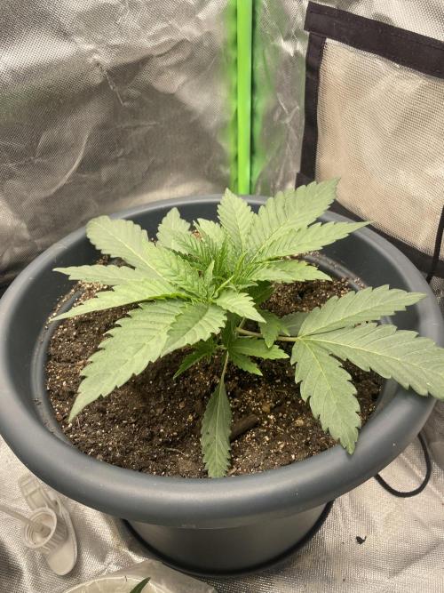 Eigene Kreuzung/ Own Strain. Week 3