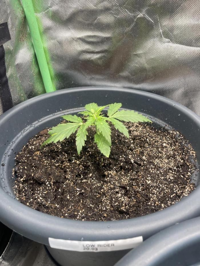 Eigene Kreuzung/ Own Strain. Week 2