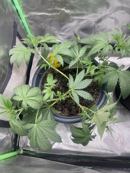 Eigene Kreuzung/ Own Strain. Week 4