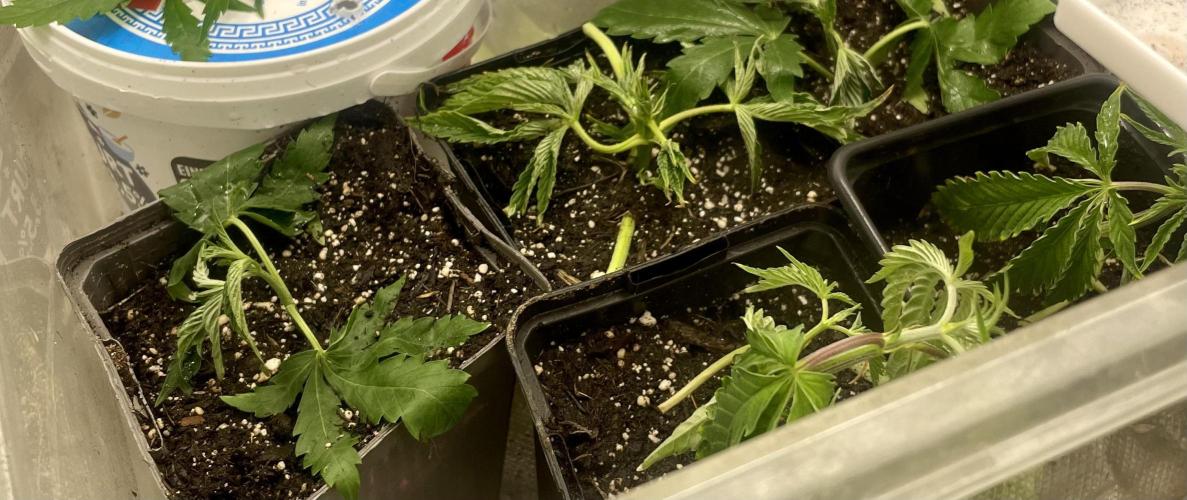 Eigene Kreuzung/ Own Strain. Week 4