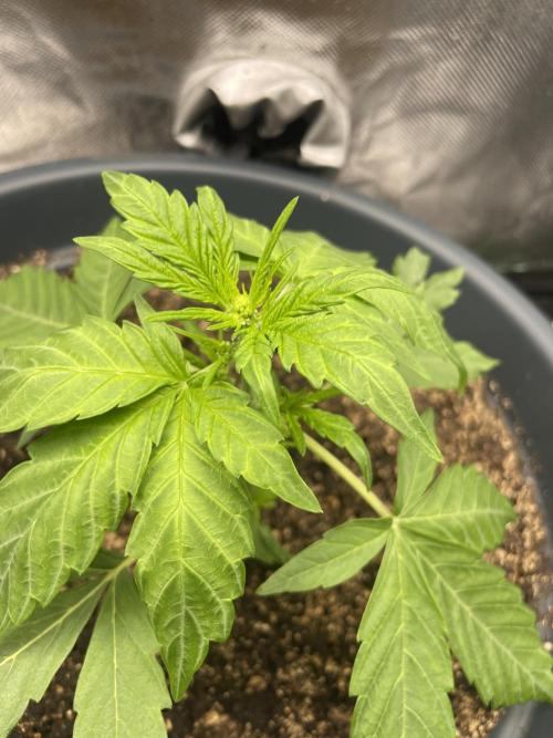 Eigene Kreuzung/ Own Strain. Week 4
