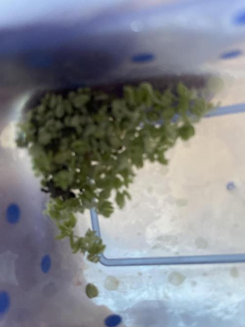 Eigene Kreuzung/ Own Strain. Week 6