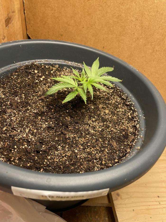 Eigene Kreuzung/ Own Strain. Week 7