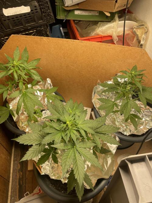 Eigene Kreuzung/ Own Strain. Week 6 - Die Pflanze vorne wird Spender 