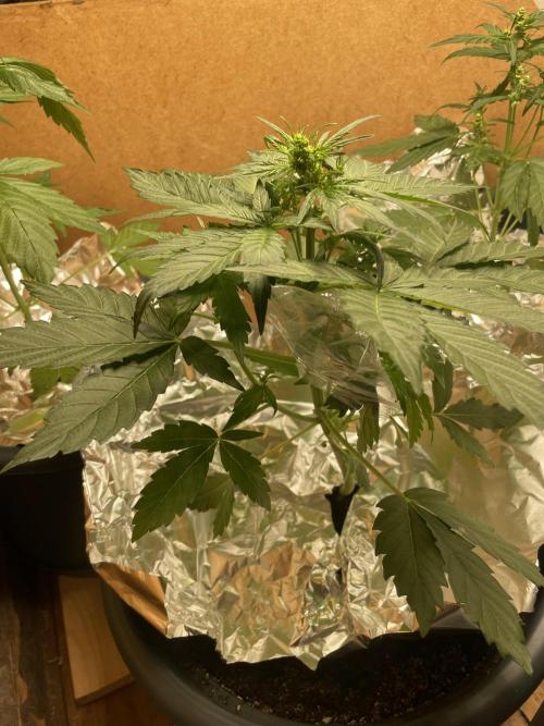 Eigene Kreuzung/ Own Strain. Week 6