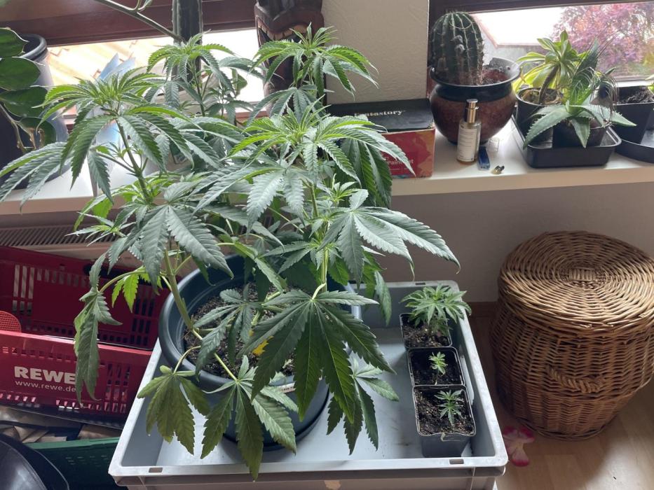 Zufallsprojekt. Week 7