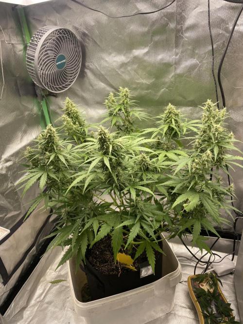 Seedsman Samen 1 Lowrider Frau. Week 7