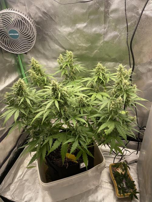 Seedsman Samen 1 Lowrider Frau. Week 7