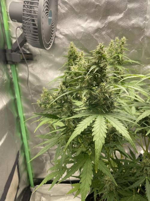 Seedsman Samen 1 Lowrider Frau. Week 7