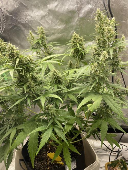 Seedsman Samen 1 Lowrider Frau. Week 7