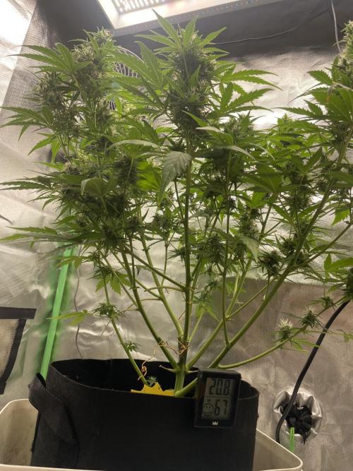 Lowryder #2 Autoflowering. Week 7