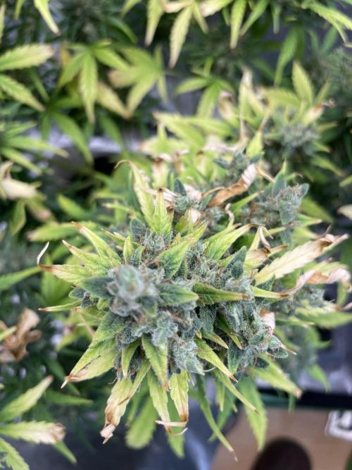 Seedsman Samen 1 Lowrider Frau. Week 8