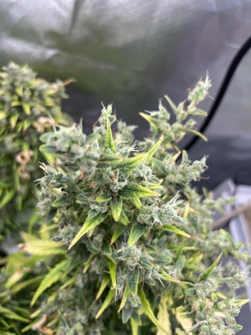 Seedsman Samen 1 Lowrider Frau. Week 8