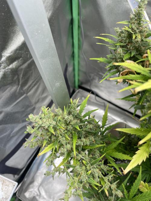 Seedsman Samen 1 Lowrider Frau. Week 8