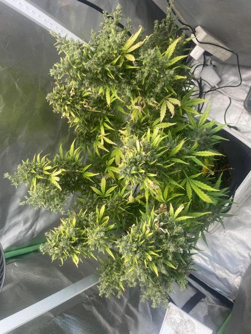 Seedsman Samen 1 Lowrider Frau. Week 8