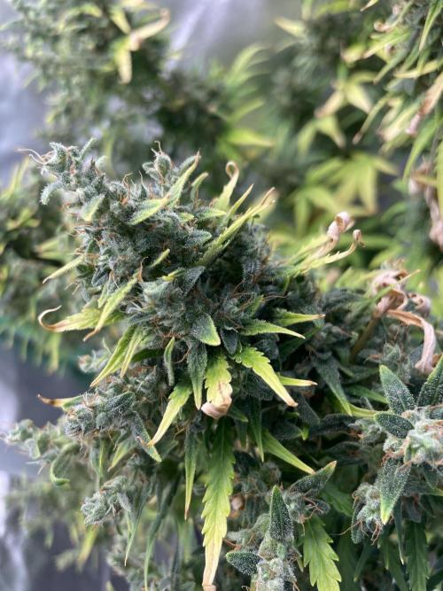 Seedsman Samen 1 Lowrider Frau. Week 8