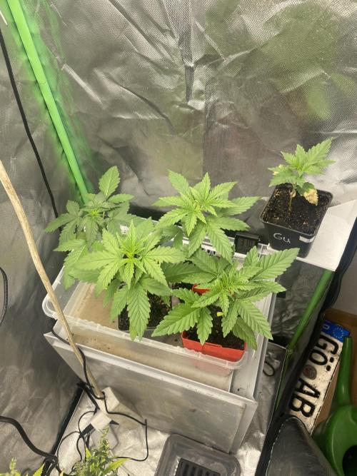 Banana Hammock | Feminisiert. Week 1