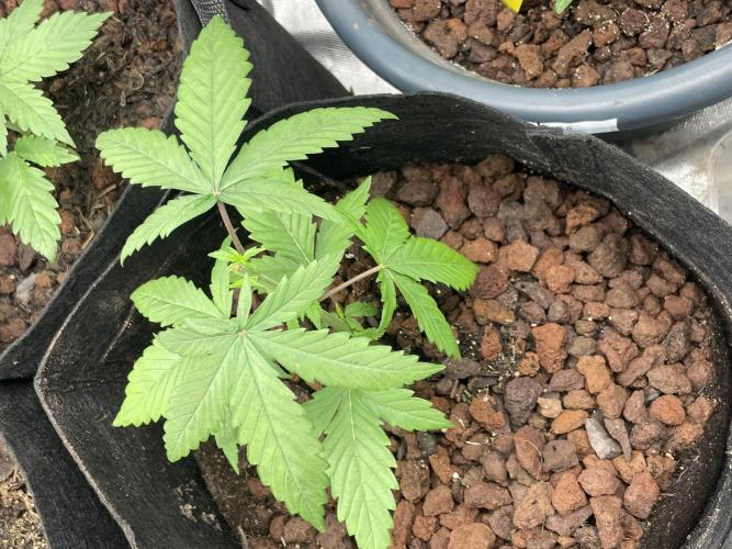 Banana Hammock im neuen Zuhause. Week 2