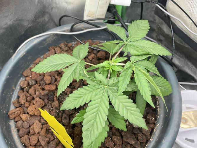 Banana Hammock im neuen Zuhause. Week 2